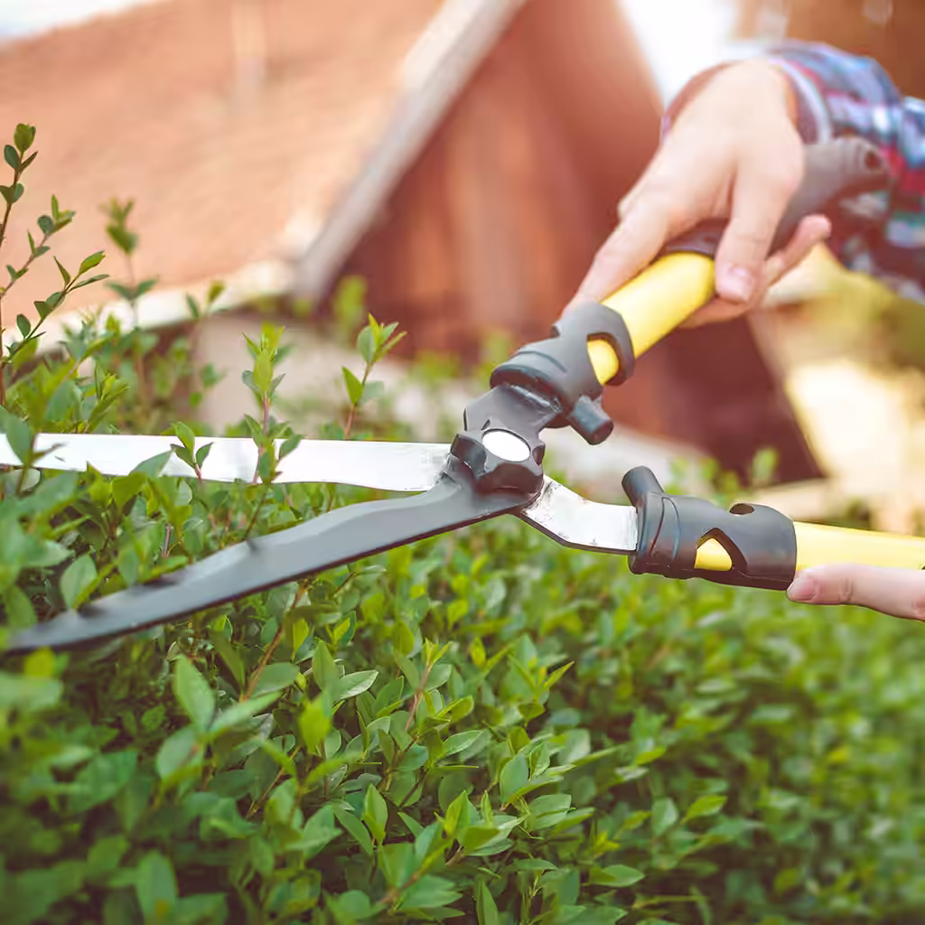 Hurtigvoksende hekk – fire gode alternativer