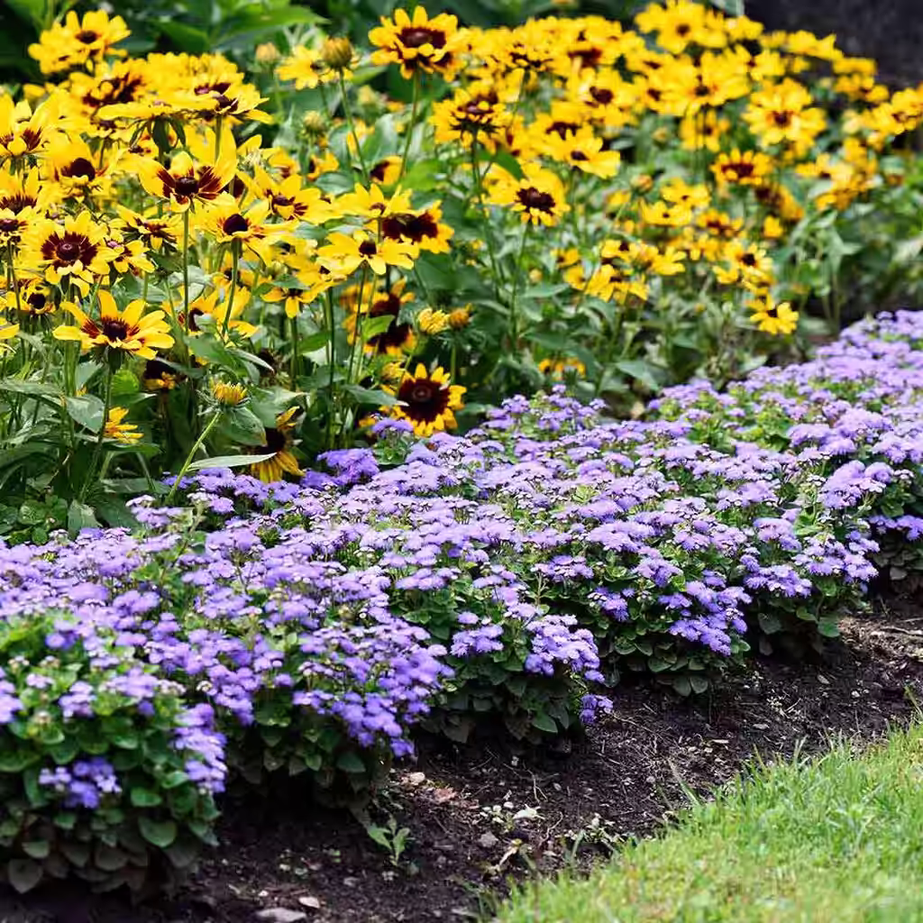 Kantplanter – løft hagen til et nytt nivå