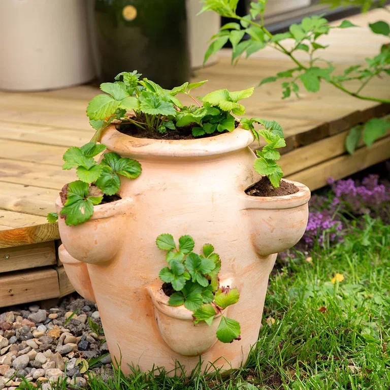 Jordbærpotte Gilbert