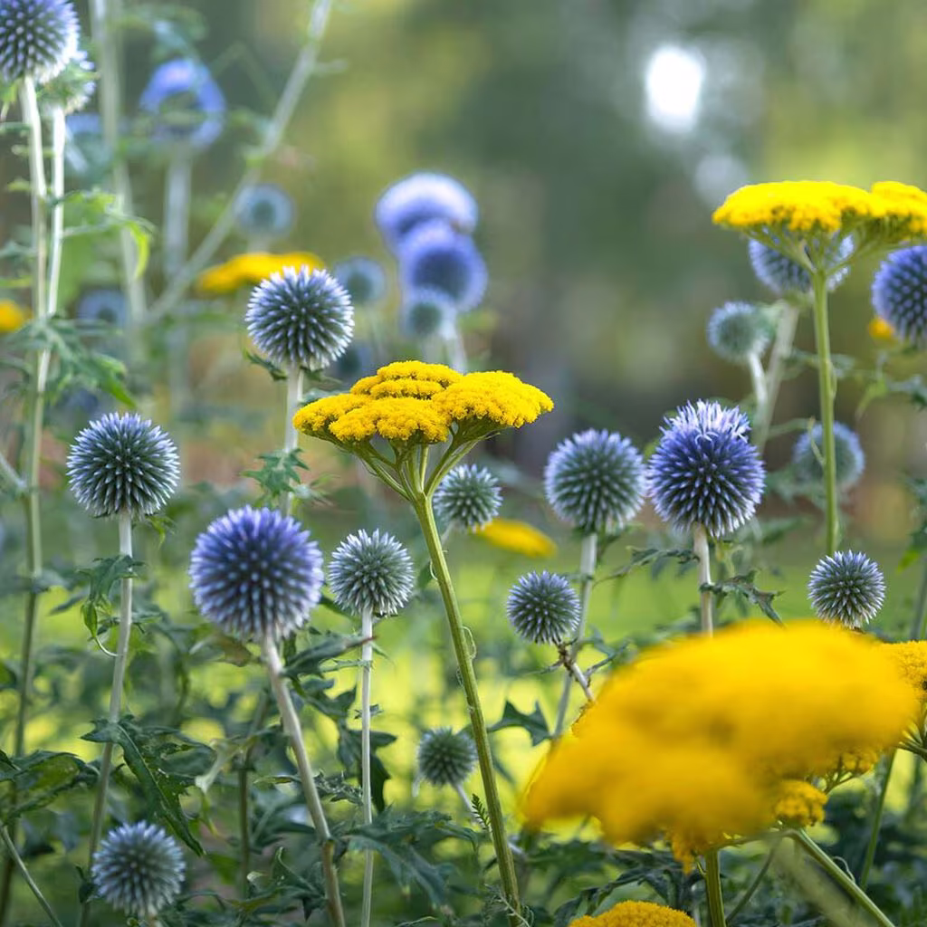 Uteplanter som tåler tørke