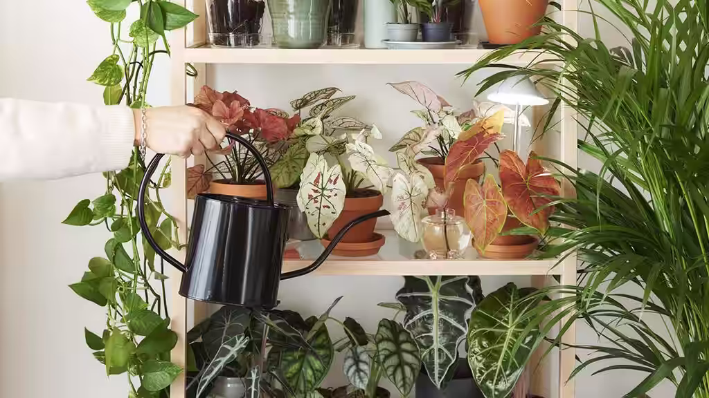 Vanning av inneplanter – slik lykkes du