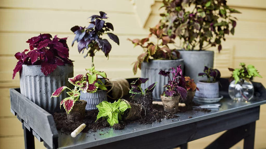 Slik tar du stiklinger av Coleus (praktspragle)