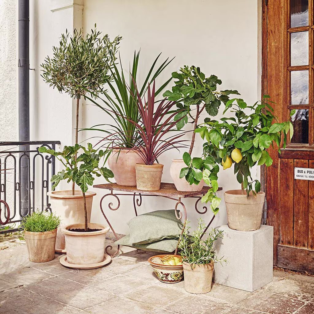 Middelhavsplanter – planting og stell