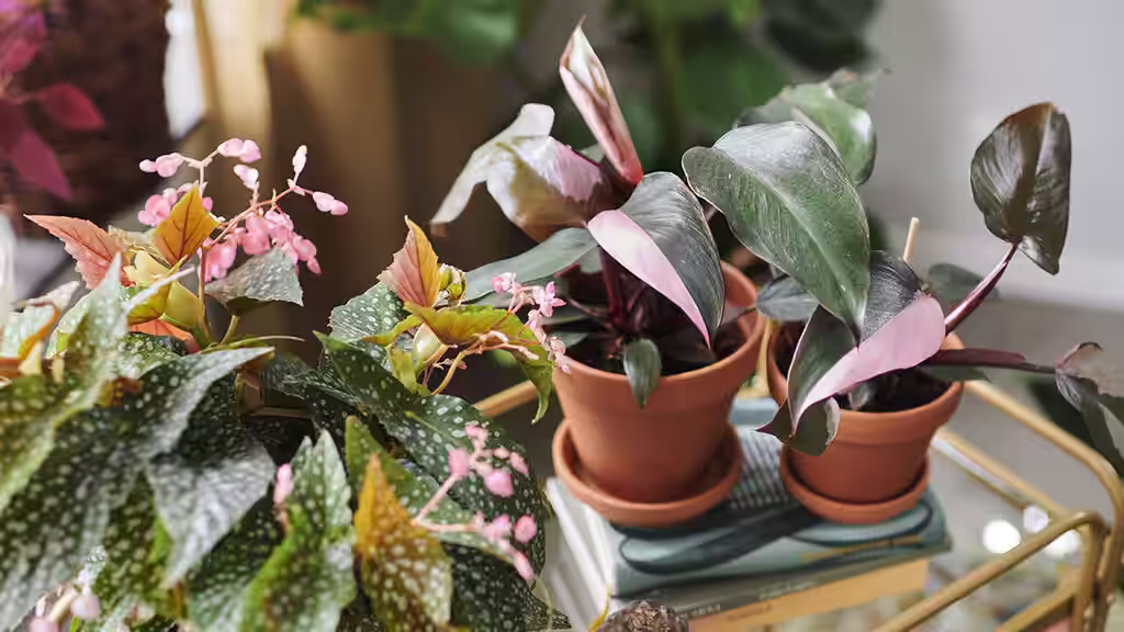 Grønne planter med spesielle blader