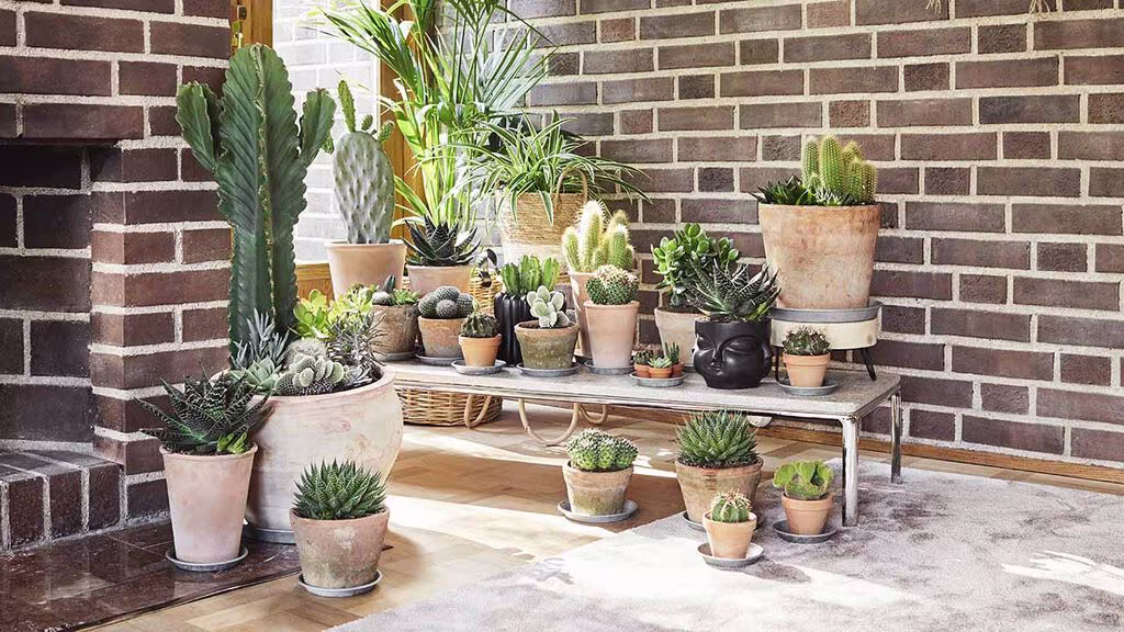 Tørkemotstandige planter, for deg som ikke vil vanne så ofte