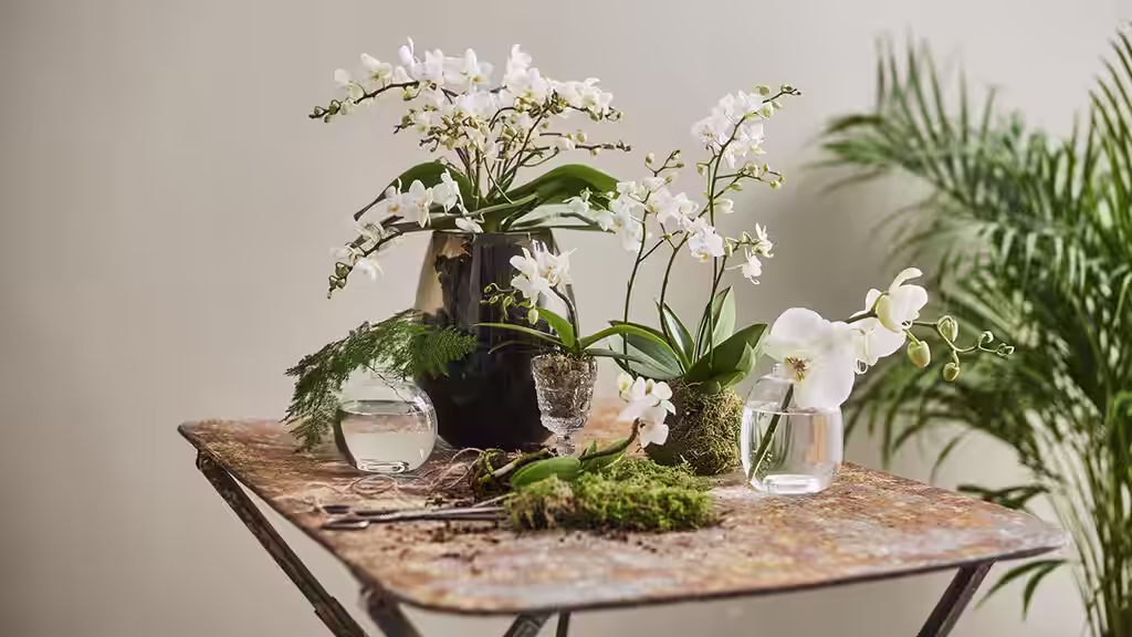 Allergivennlige planter som passer for omtrent alle