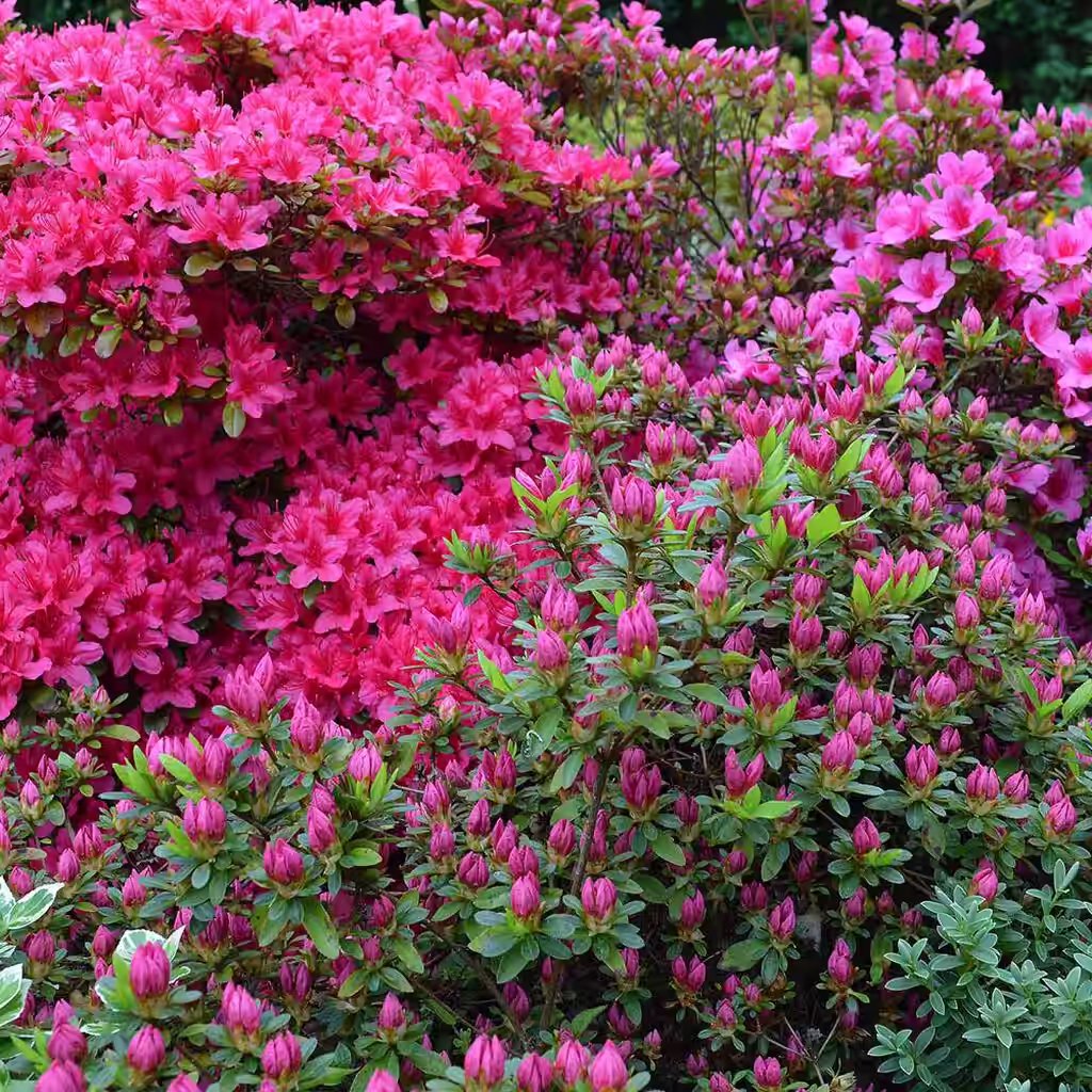 Surjordsplanter – slik lager du et surjordsbed