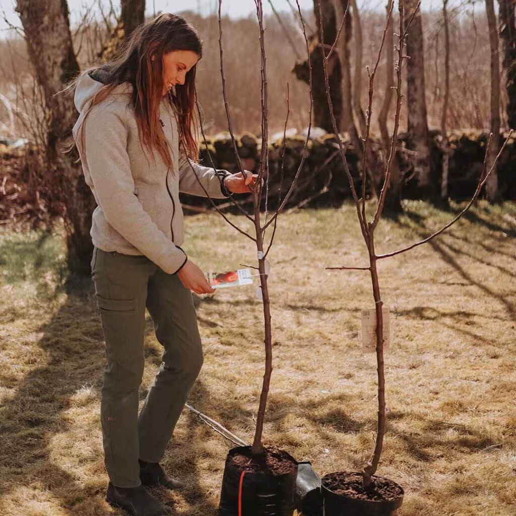 Velg riktig epletre til din hage