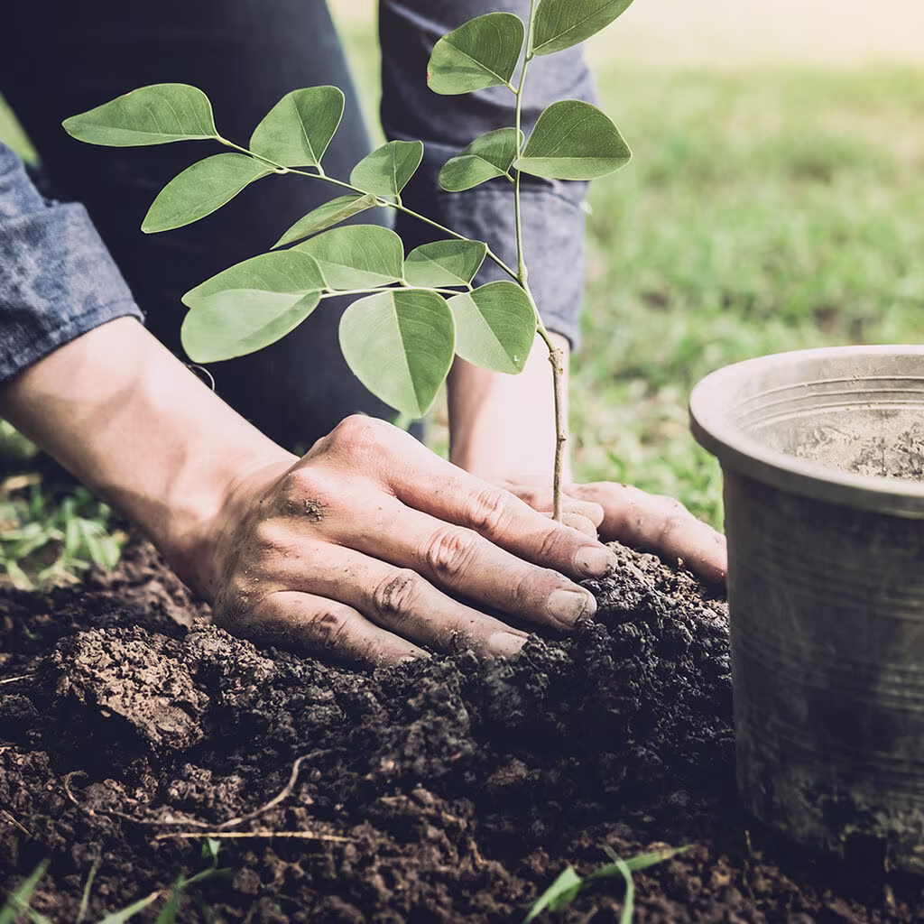 Jord og gjødsel til uteplanter