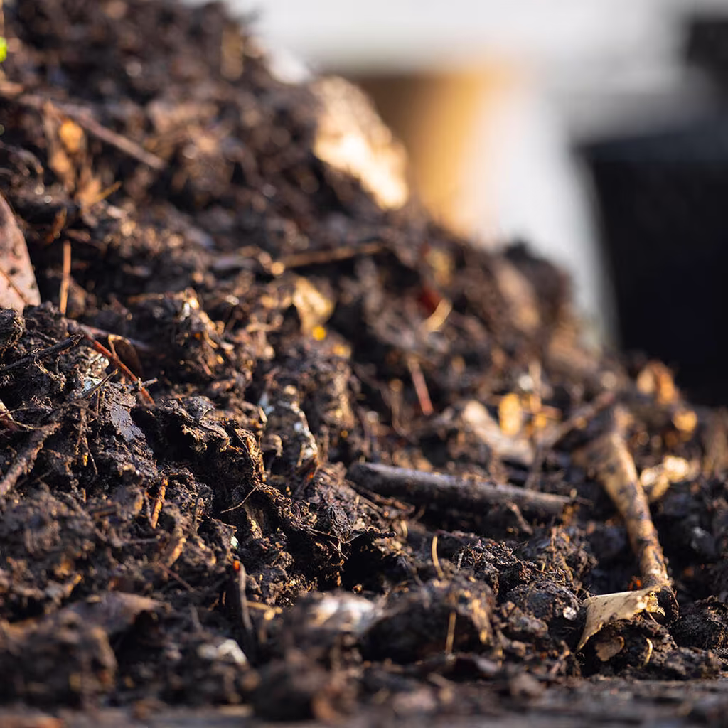 Sopp – plantenes backup