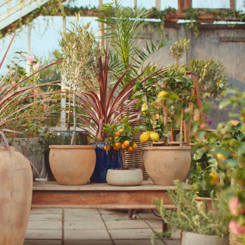 Gi middelhavsplantene nytt liv etter vinteren