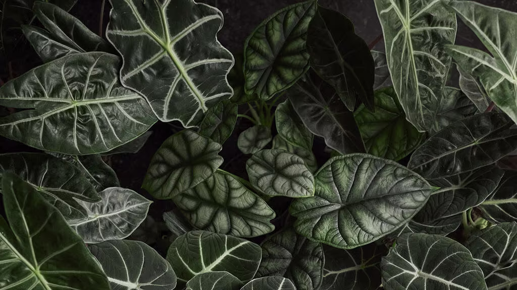 Alocasia – fakta og råd om stell