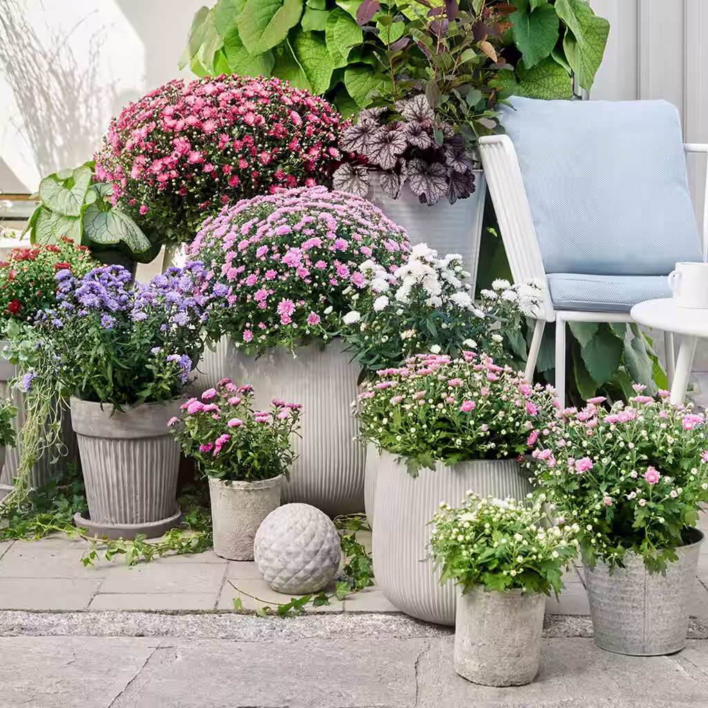 Frilandskrysantemum – planting og stell