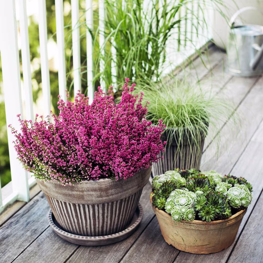 Høstlyng 'Erica' – planting og stell