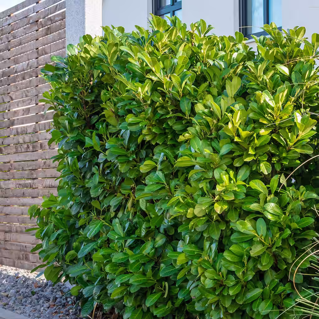 Laurbærhegg – planting og stell