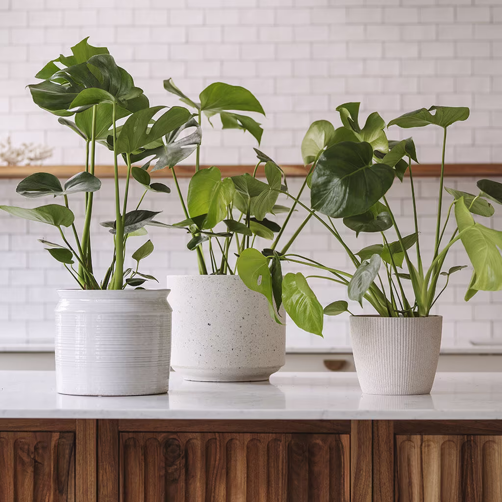 Monstera (vindusblad) – fakta og råd om stell