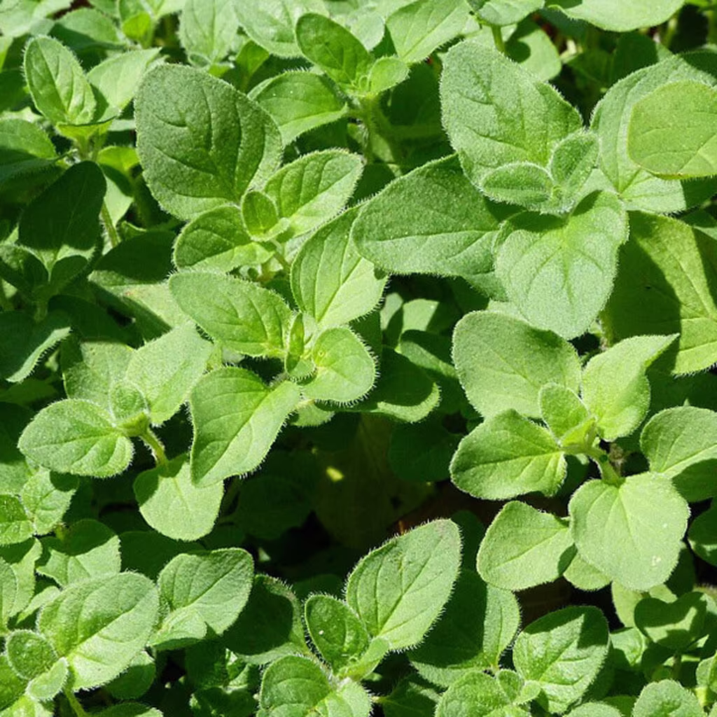 Oregano – slik dyrker du din egen