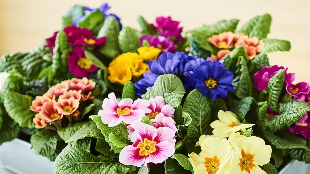 Primula – planting og stell