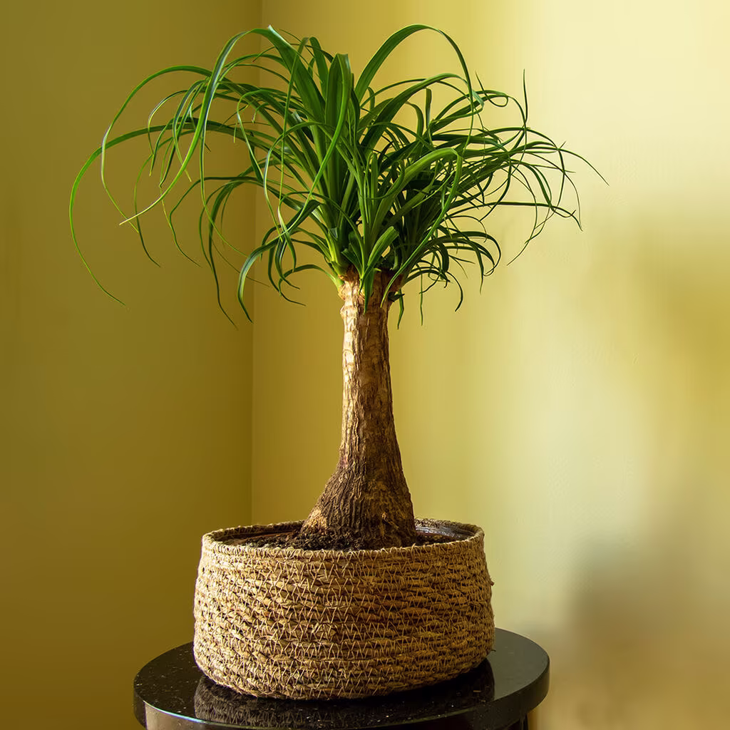 Elefantfot – fakta og råd om stell