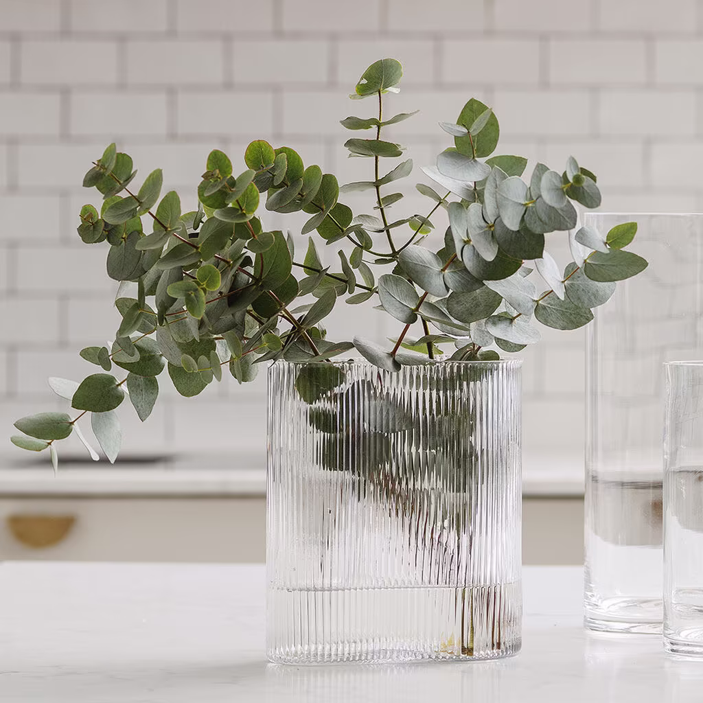 Eukalyptus – fakta og råd om stell