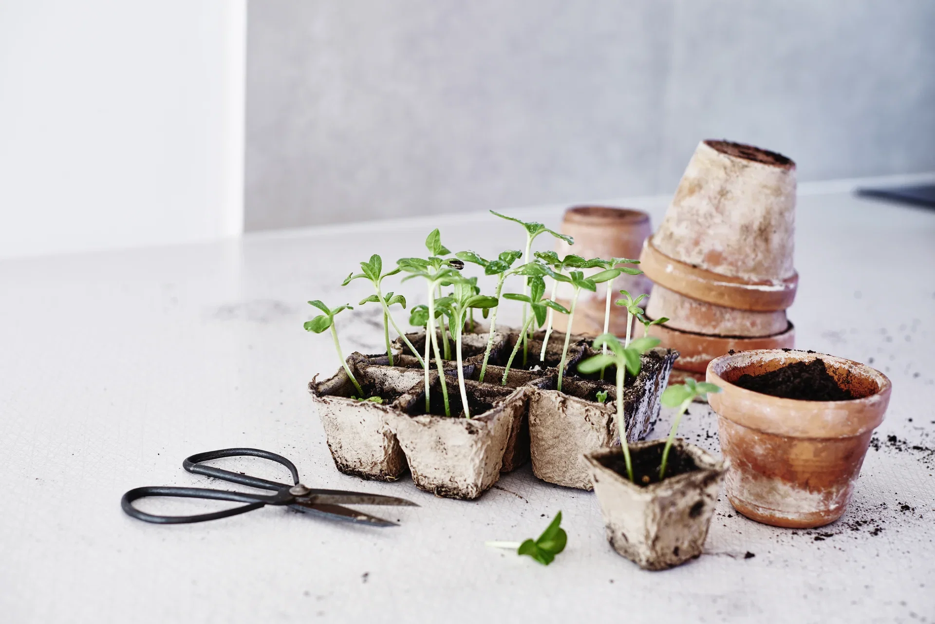 Fiberbrett med 12 potter