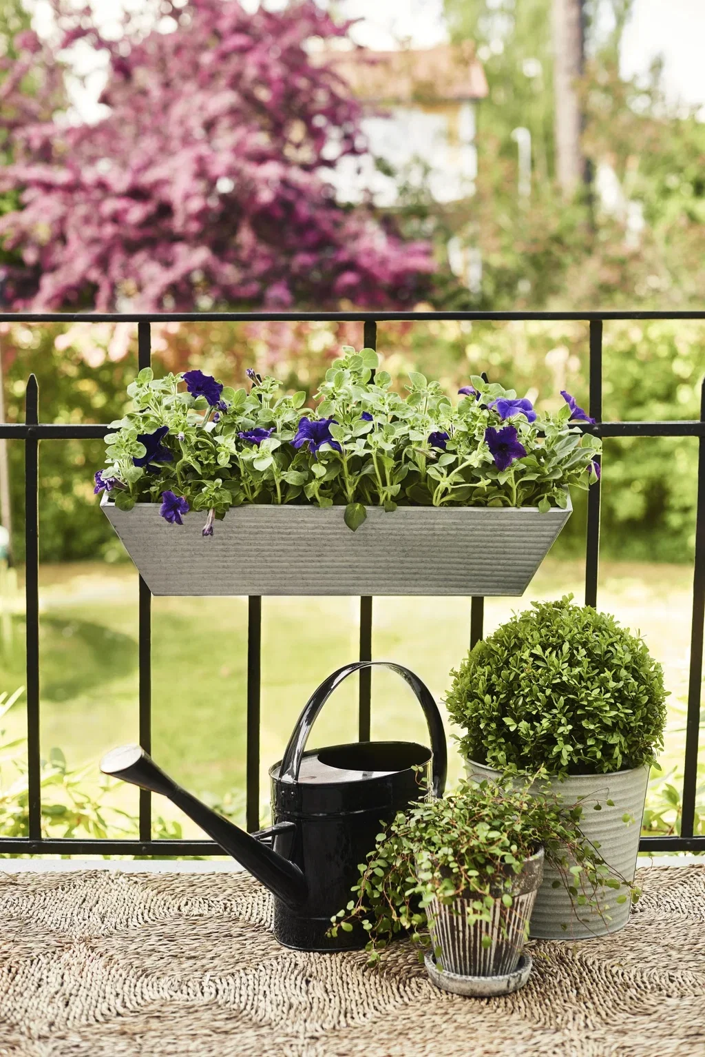 Petunia storblomstret