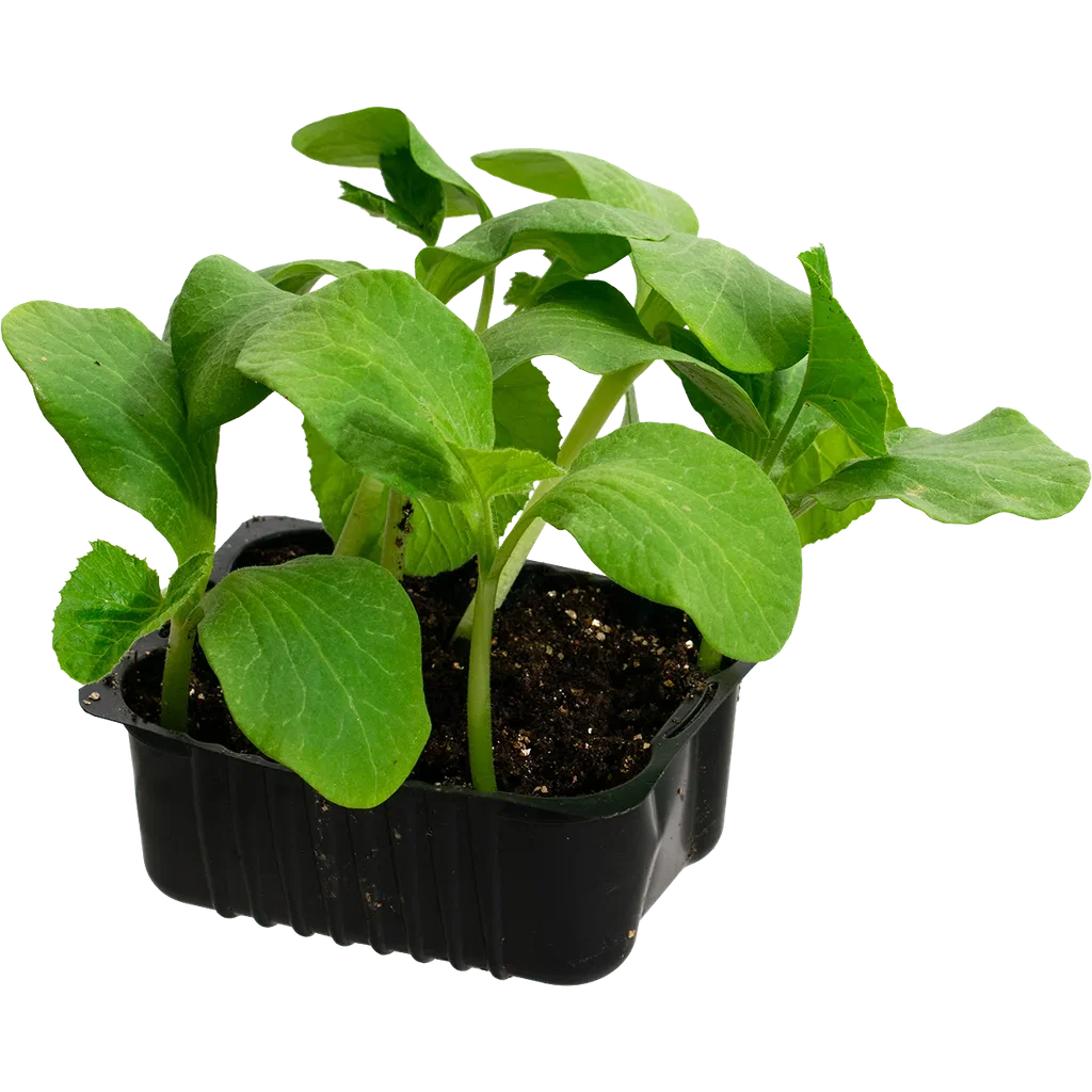 Gresskar 'Rouge Vif d'Etampes'