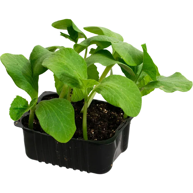 Gresskar 'Rouge Vif d'Etampes'