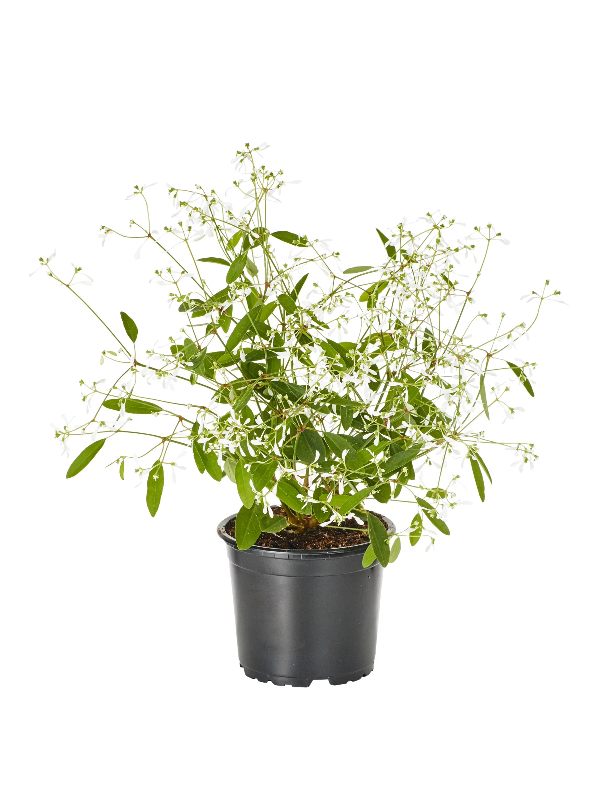 Vortemelk 'Star Dust'