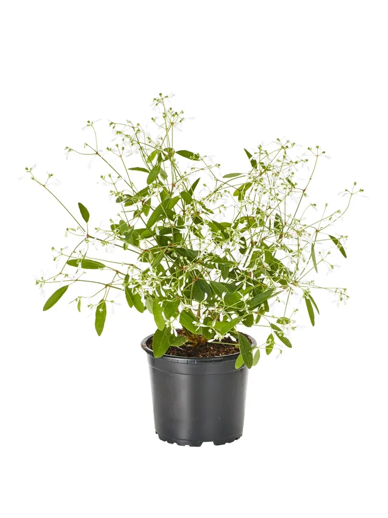 Vortemelk 'Star Dust'