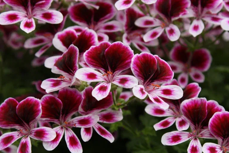 Pelargonia 'Mosquito Away'