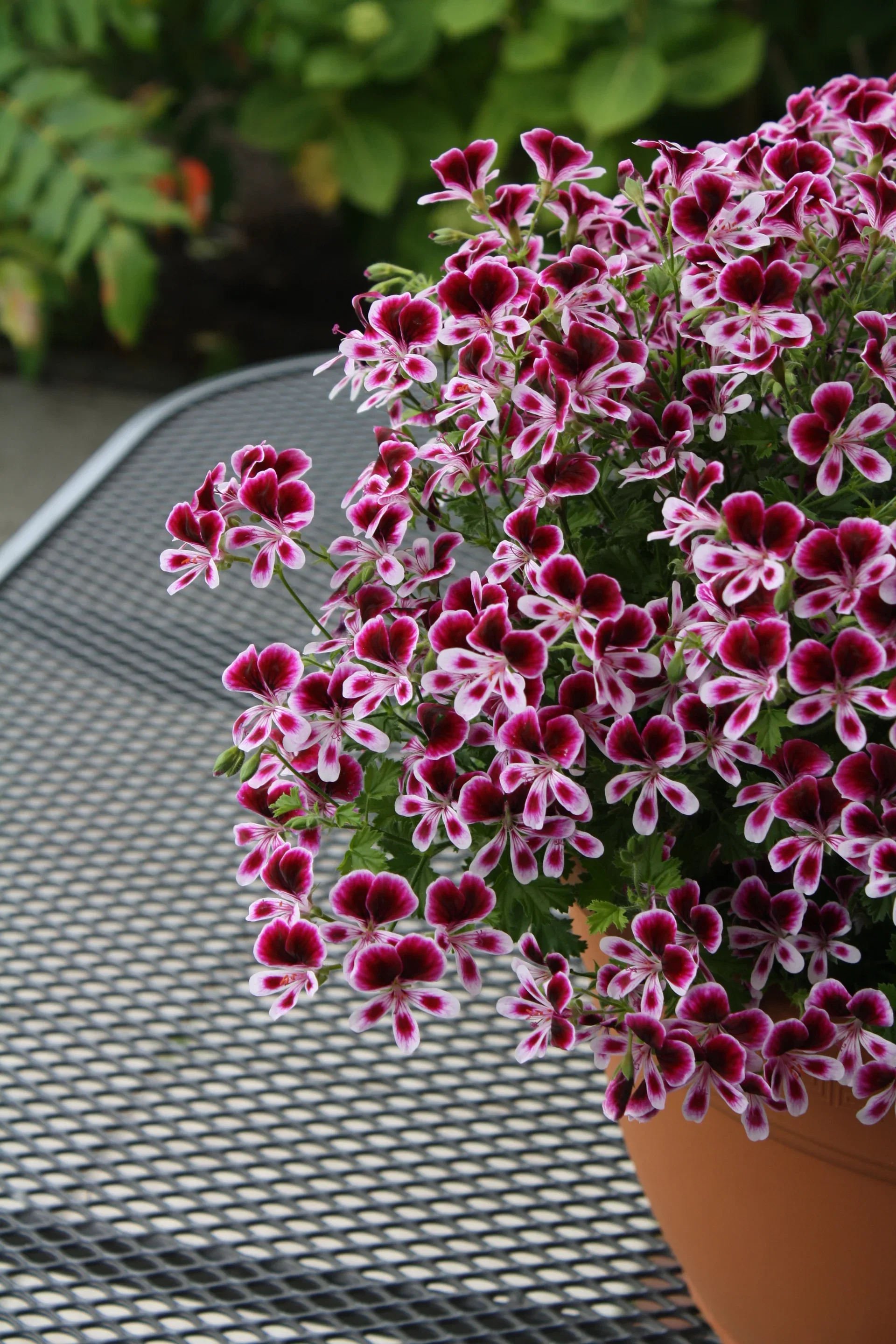 Pelargonia 'Mosquito Away'