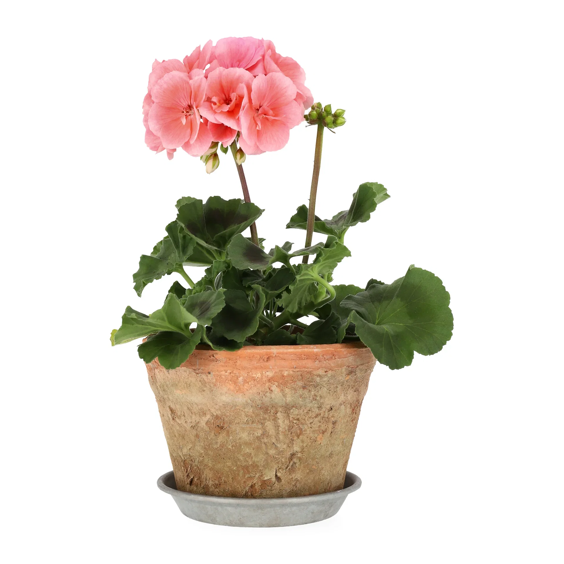 Pelargonia zonale