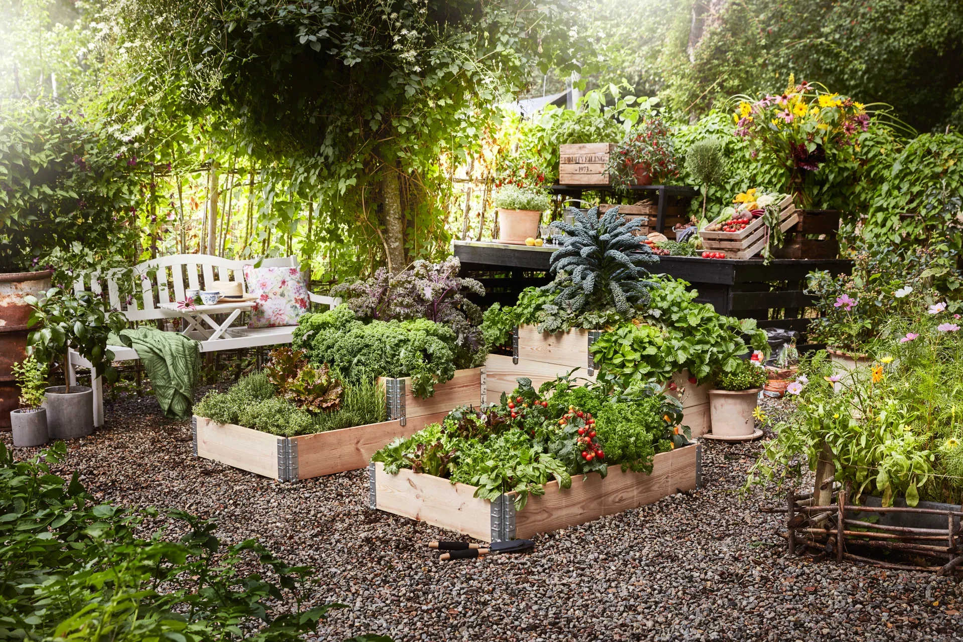 Georgine med fylte blomster