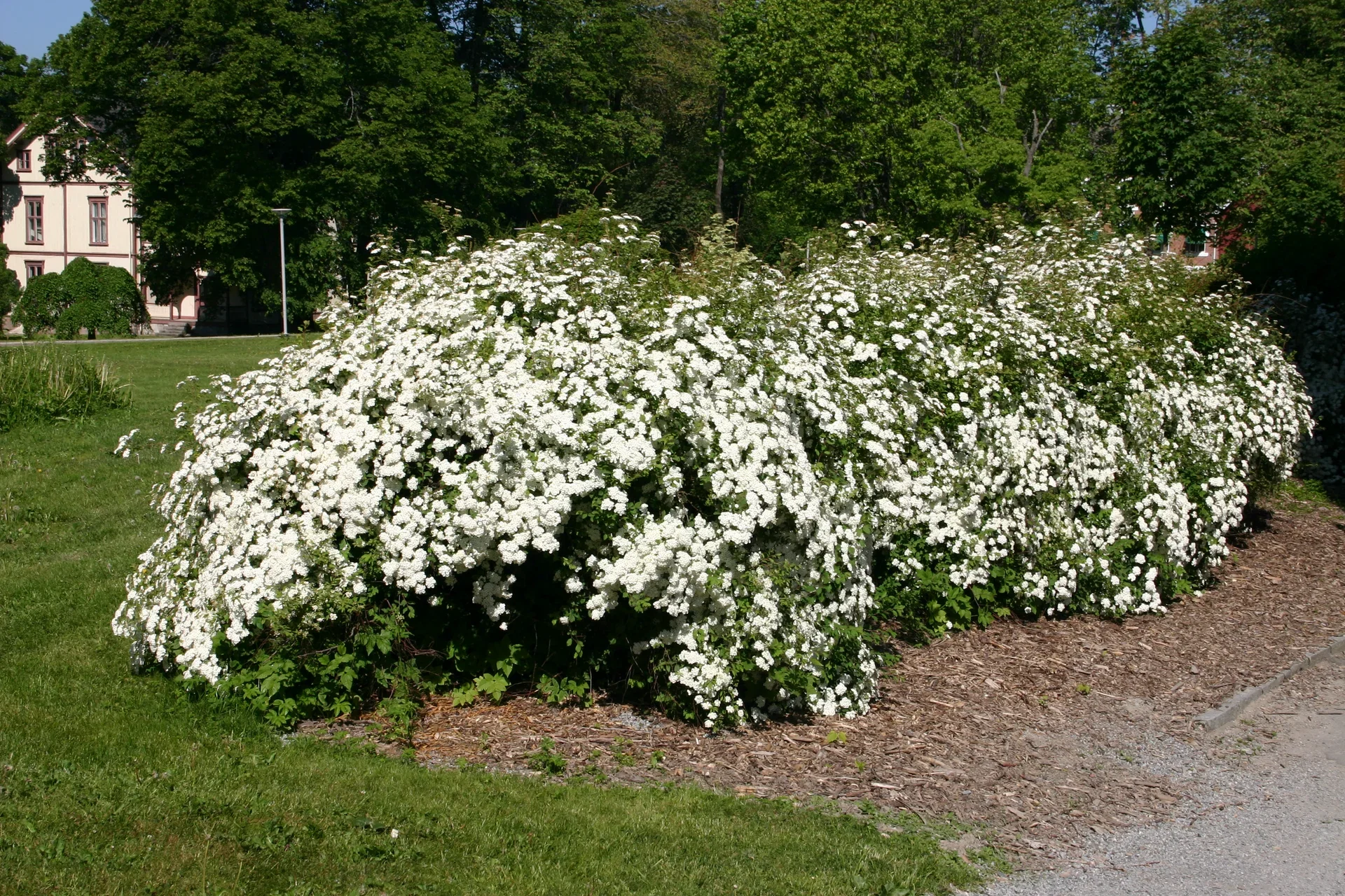 Gentspirea