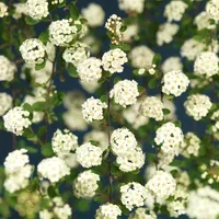 Gentspirea