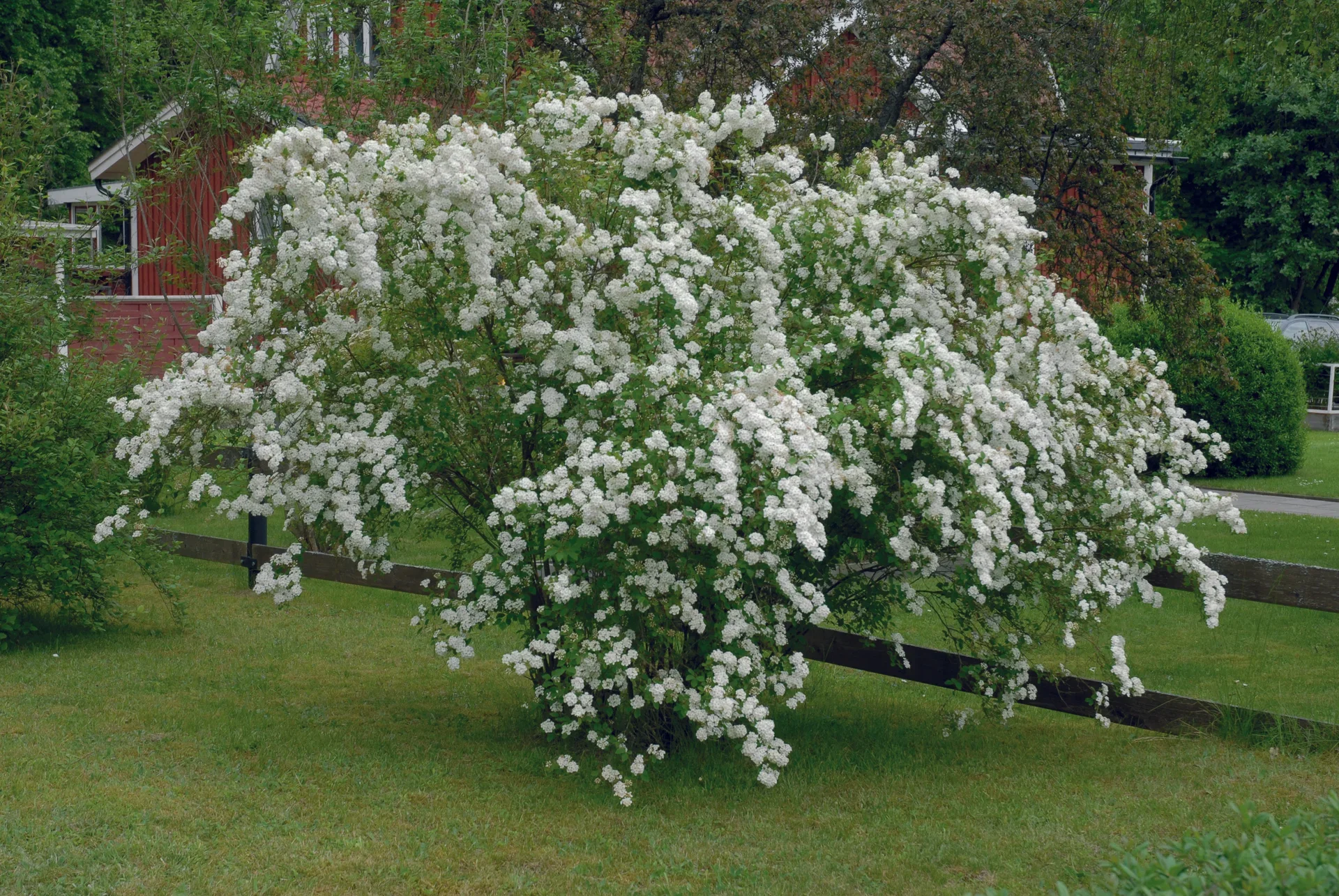 Gentspirea