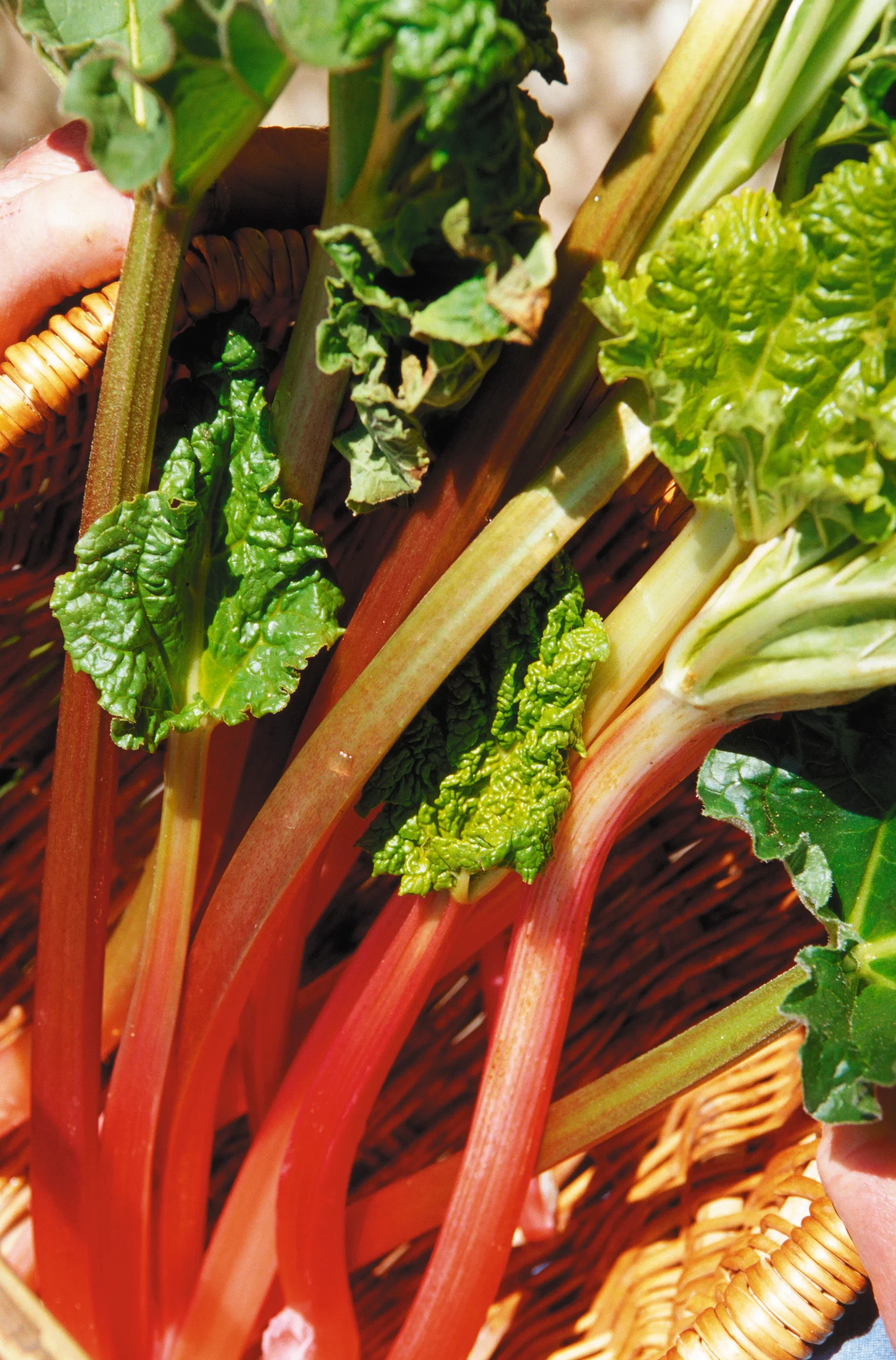 Rabarbra 'Elmsblitz'