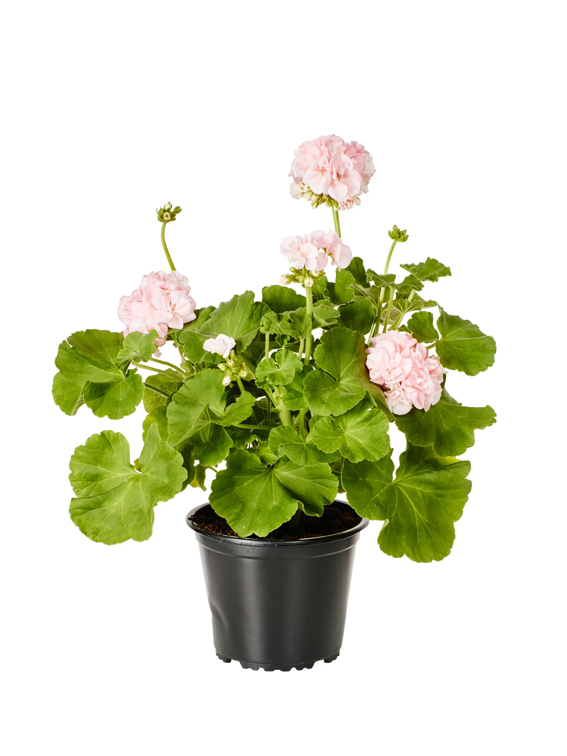 Pelargonia 'Dronning Ingrid'