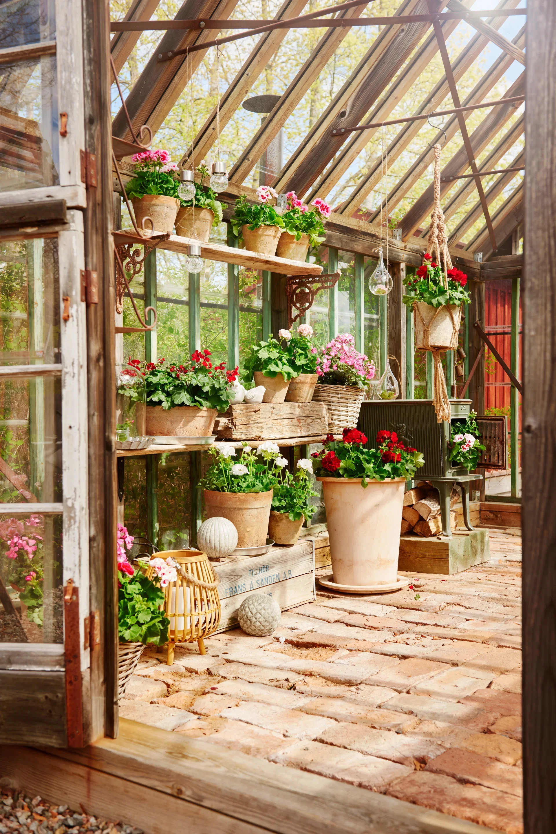 Pelargonia 'Dronning Ingrid'