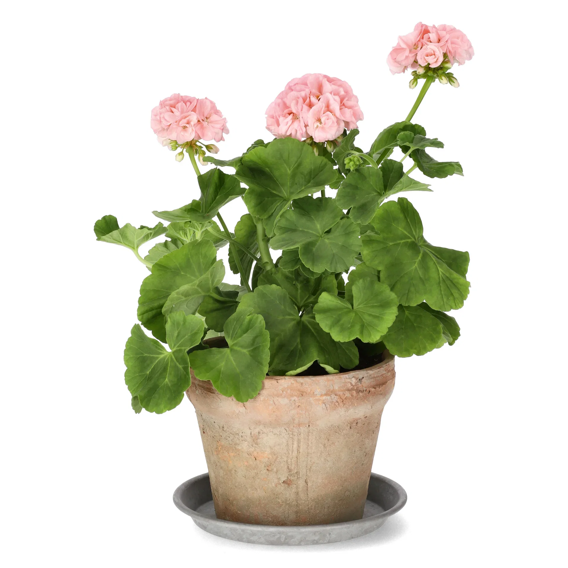 Pelargonia 'Dronning Ingrid'