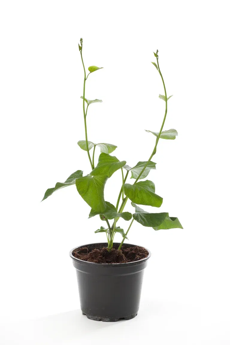 Søtpotet 'Beauregard'