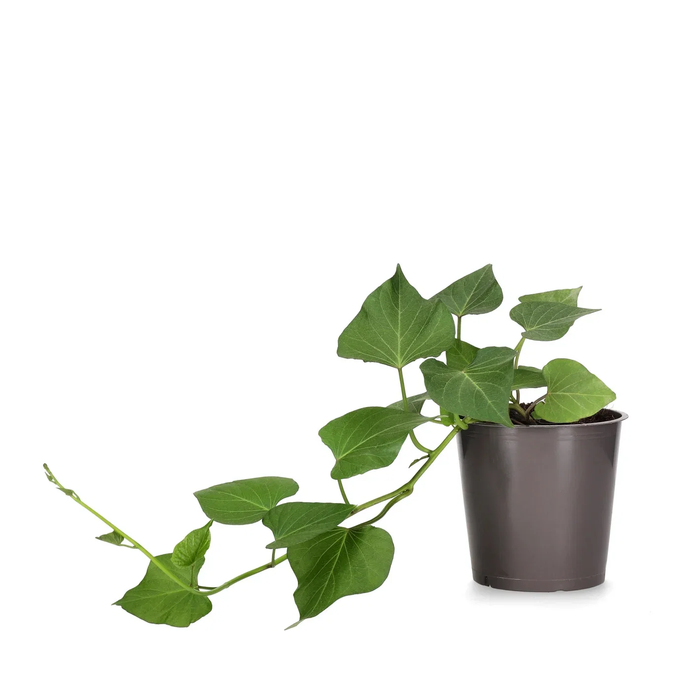 Søtpotet 'Beauregard'