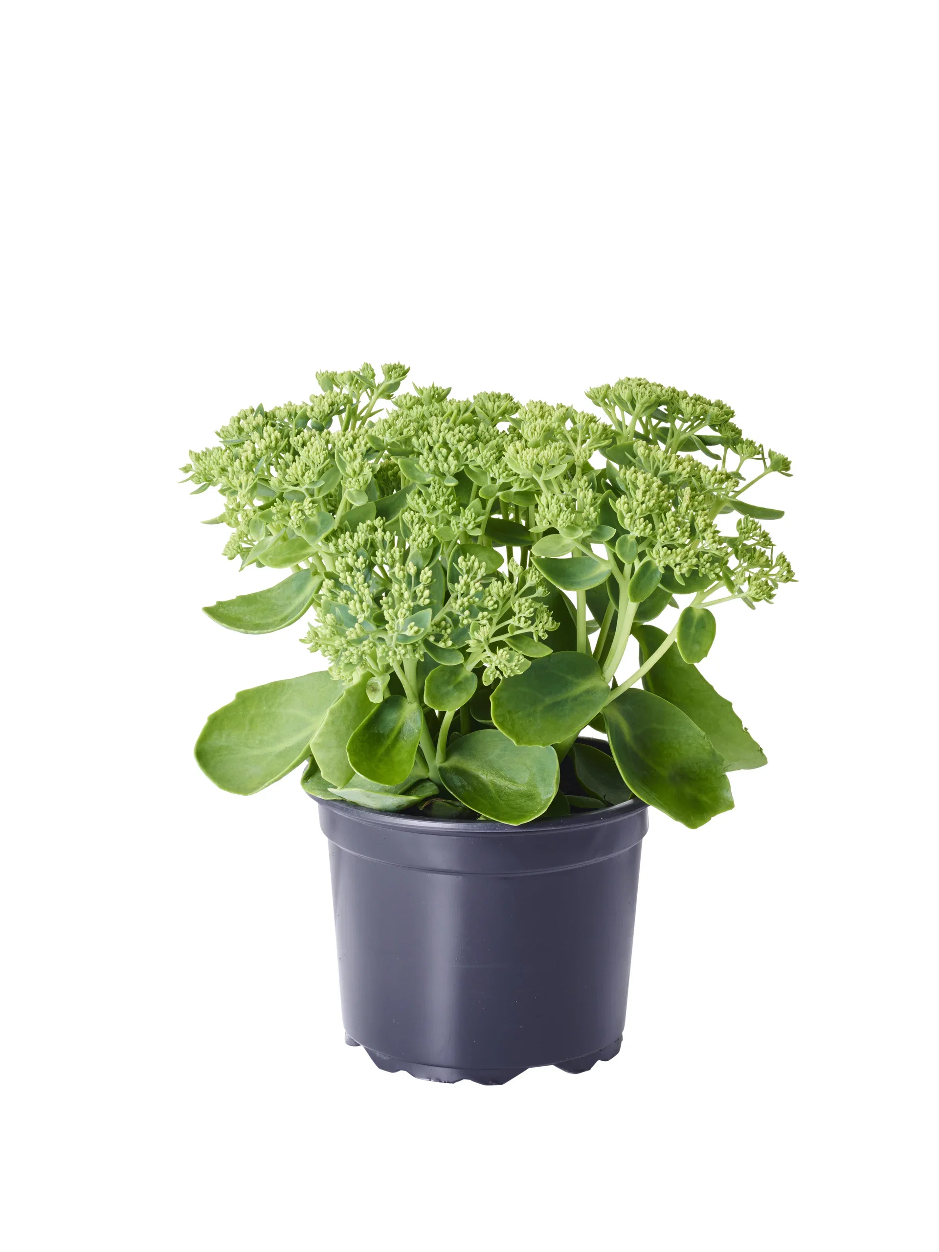 Hagesmørbukk 'Herbstfreude'