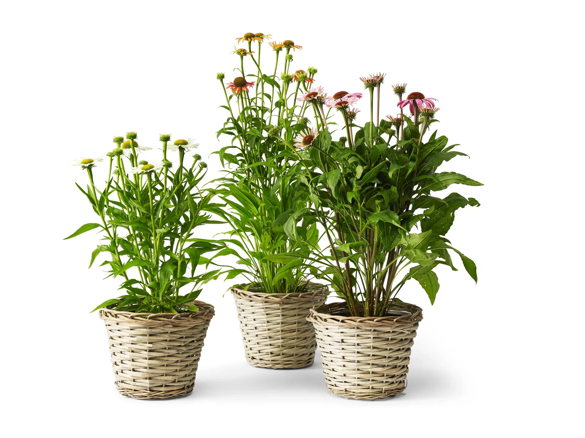 Purpursolhatt oransje