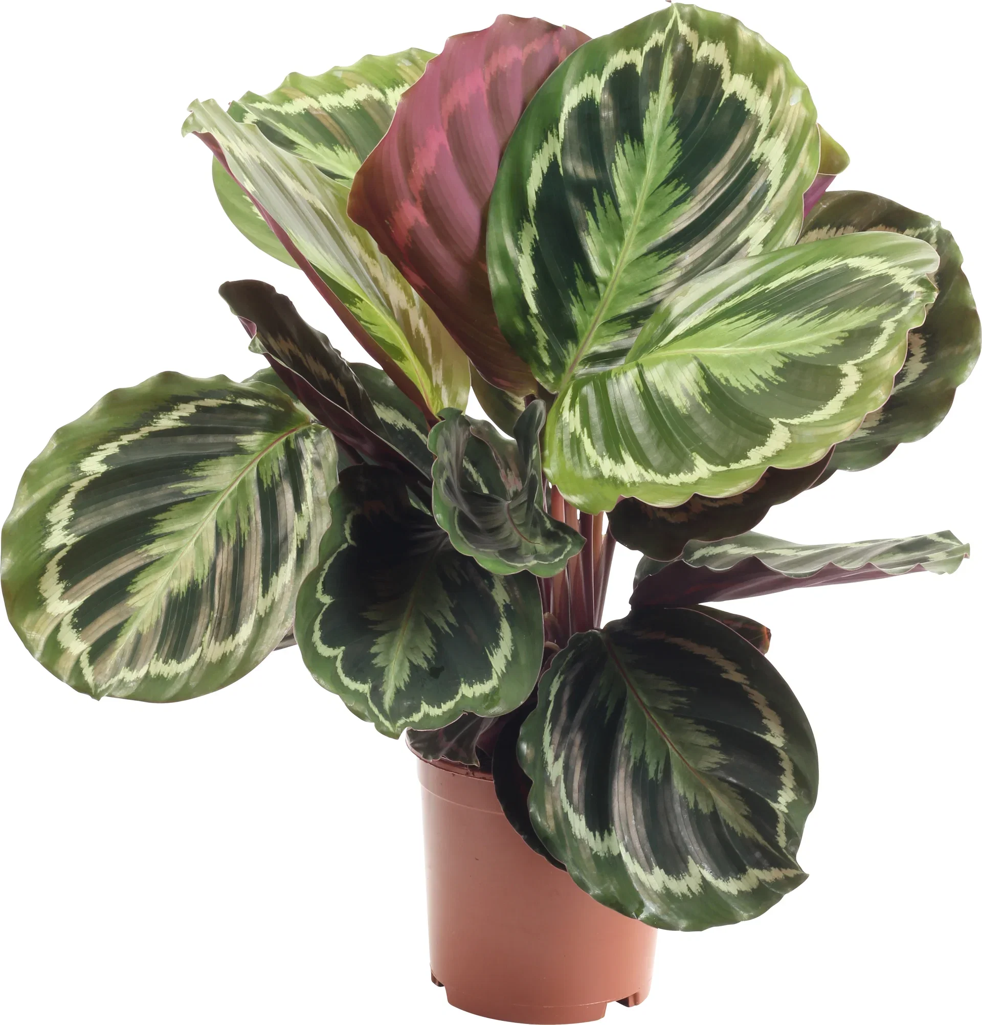 Calathea 'Medallion'