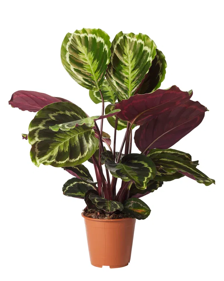 Calathea 'Medallion'