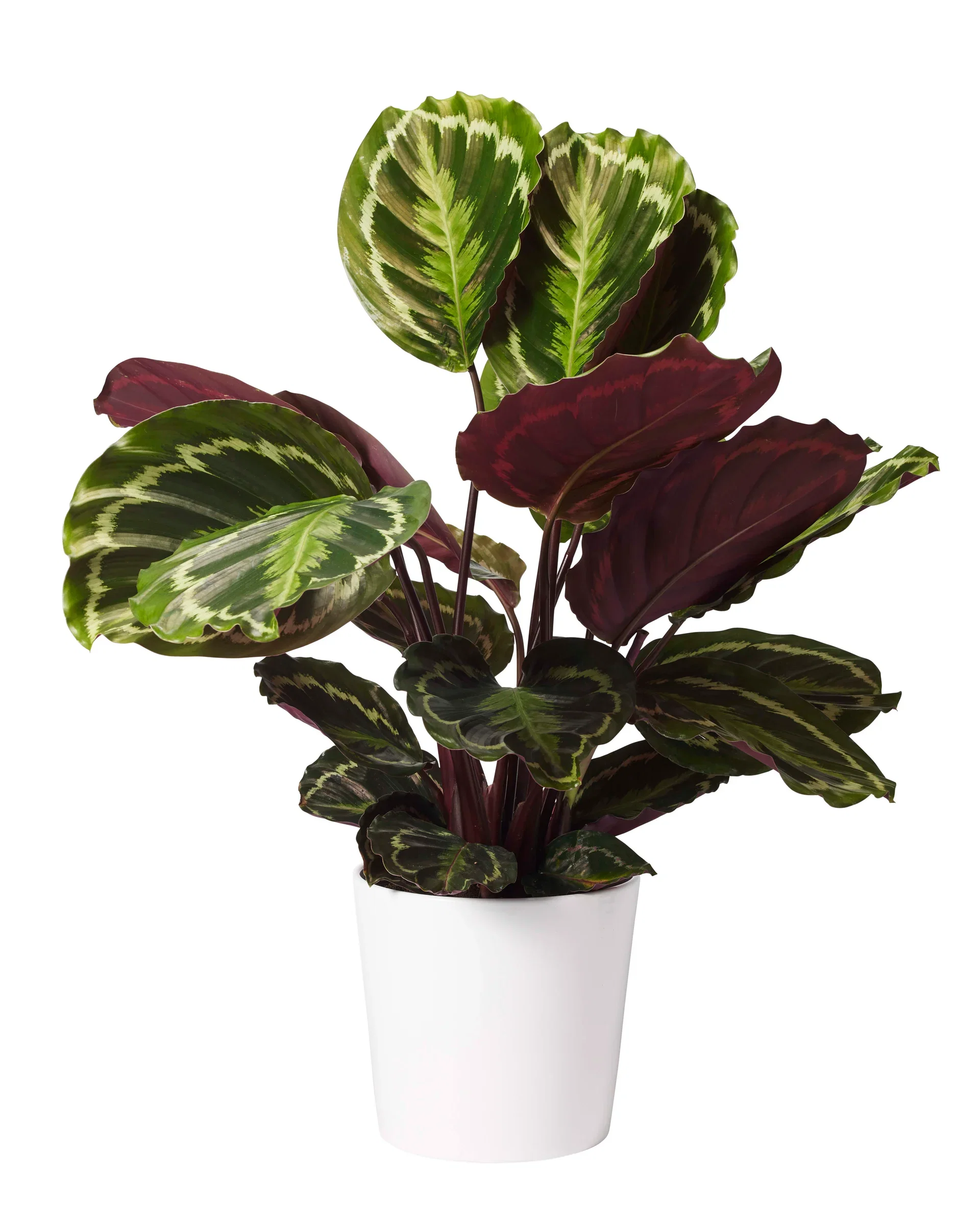Calathea 'Medallion'