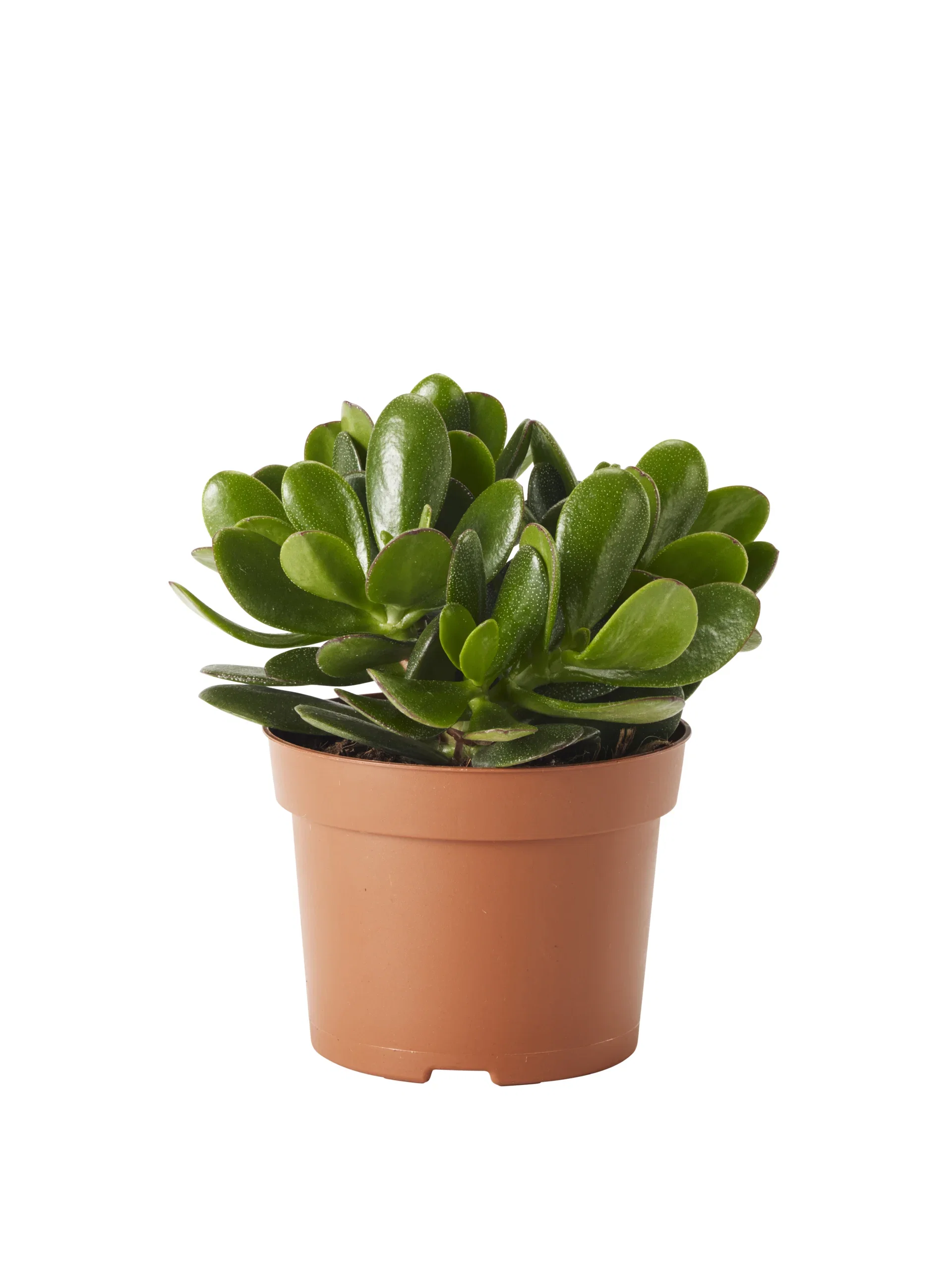 Pengetre 'Magical Tree'