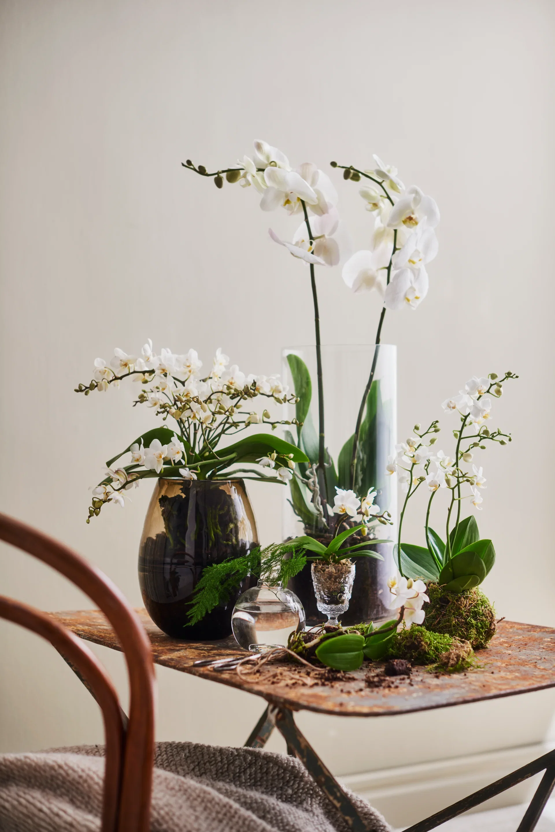 Orkidé Boquetto Beauty